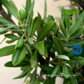 Olive Leaf Olea europaea Extract Powder Raw Materials Oleuropein 98% Pure Natural